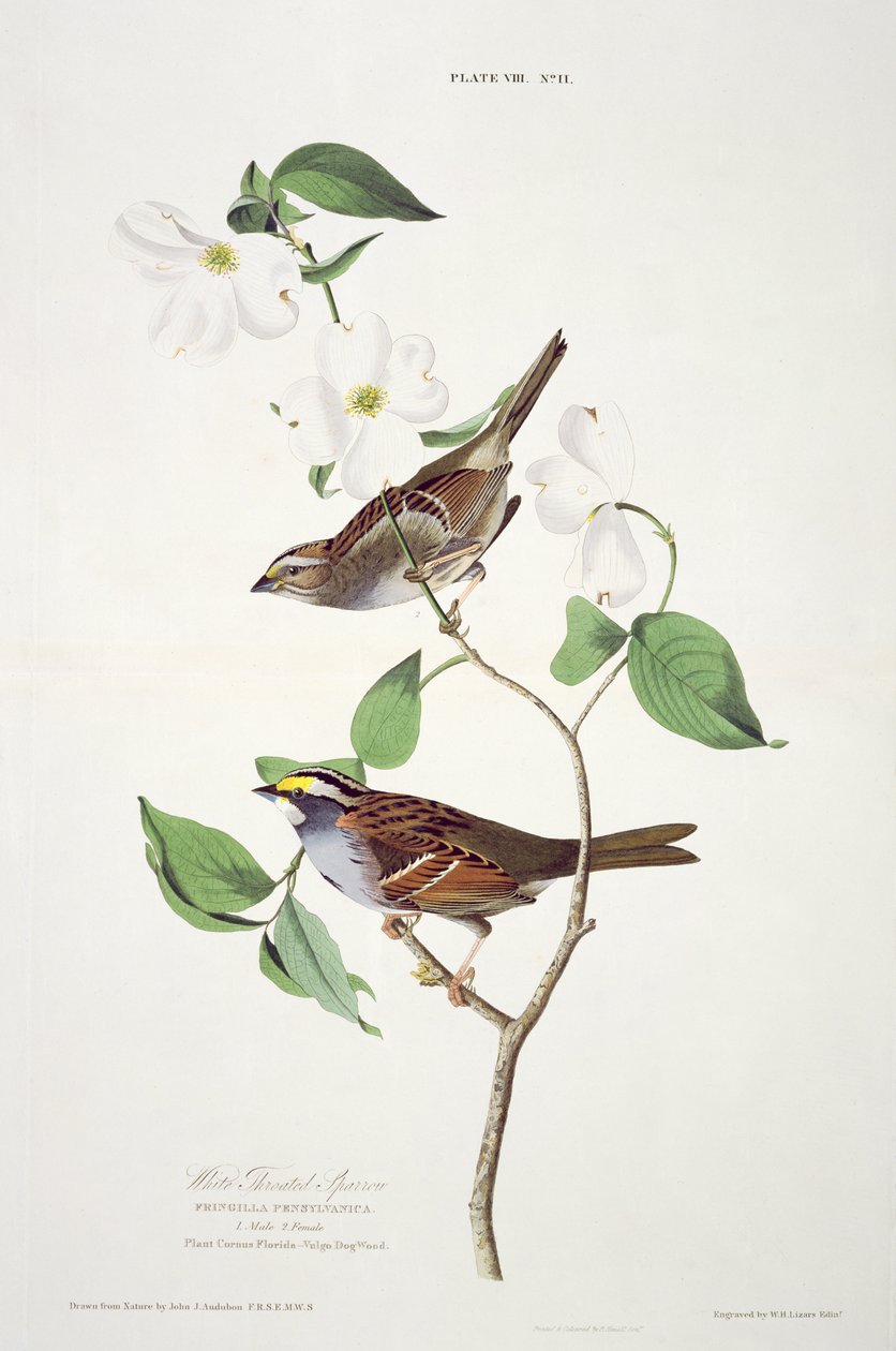 Fehér torkú veréb, a Birds of America-ból, metszett: Robert Havell (1793-1878) alkotó: John James after Audubon