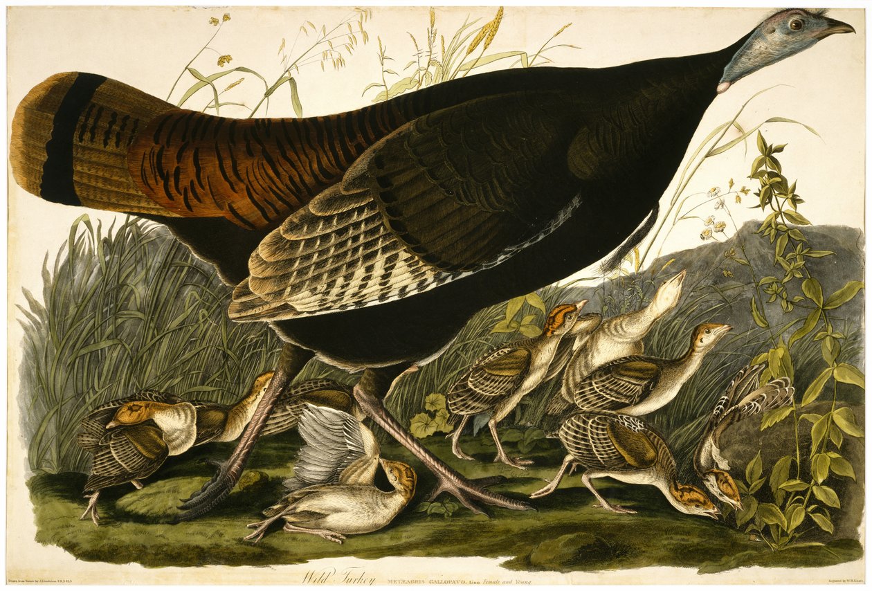 Vadpulyka, vésette William Home Lizars (1788-1859) c.1827-32 (kézzel színezett akvatinta szőtt papíron) alkotó: John James after Audubon