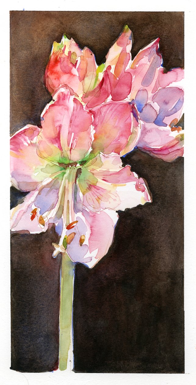 Amarillisz barna háttérrel, 2015, (akvarell) alkotó: John Keeling