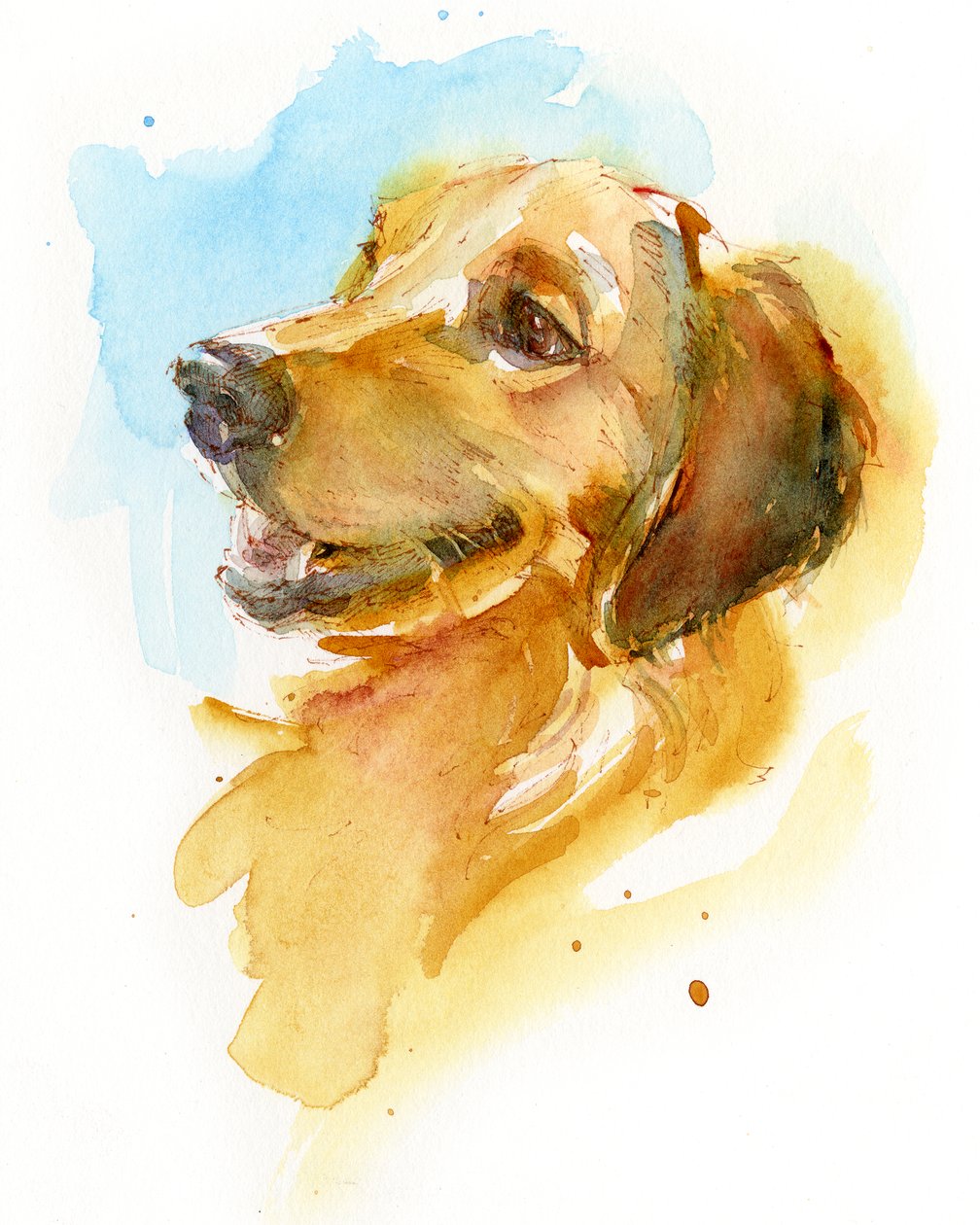 Golden Retriever, 2017, (akvarell) alkotó: John Keeling
