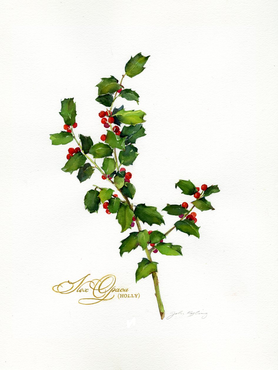 Holly botanical, 2013, (akvarell) alkotó: John Keeling