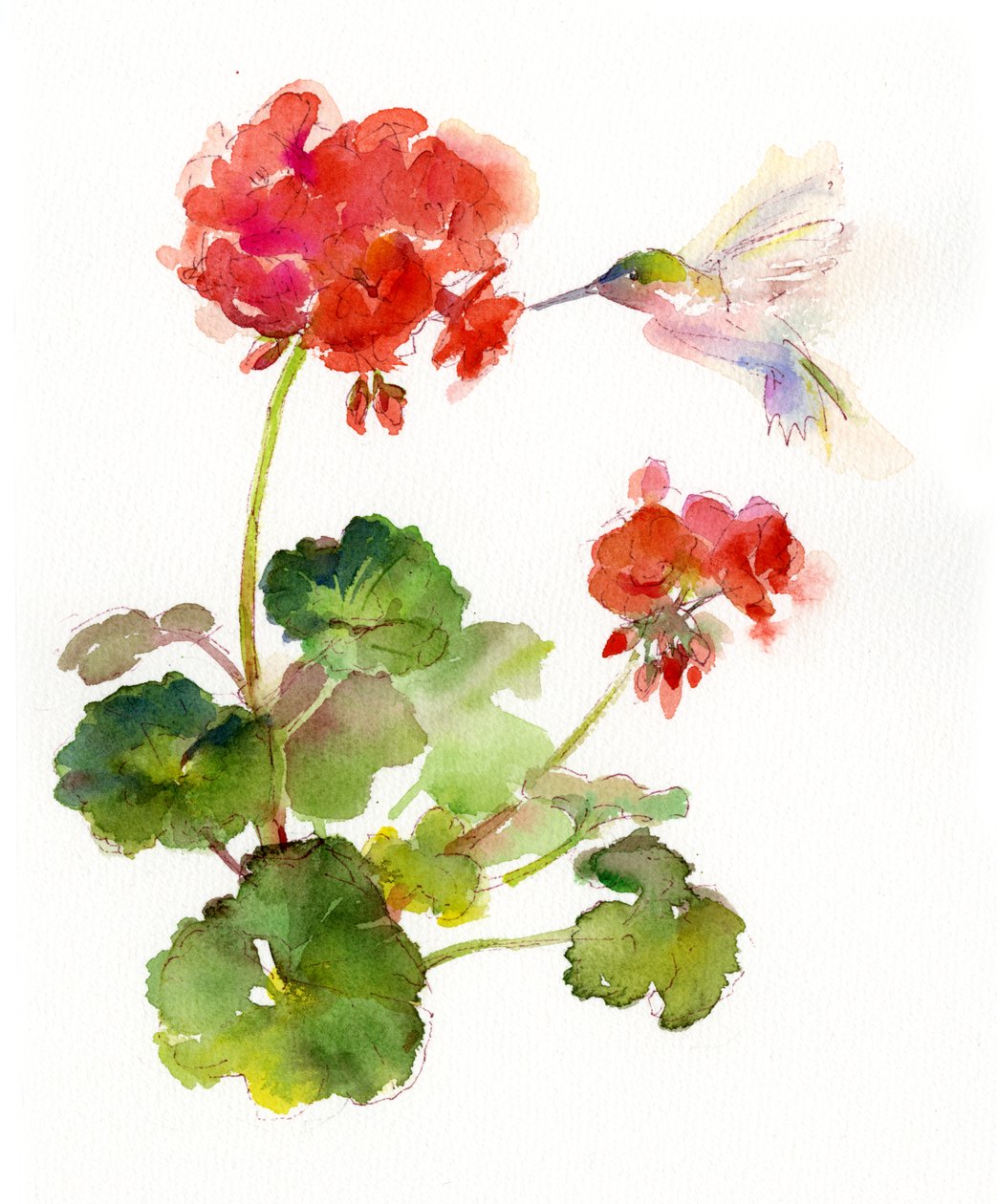 Kolibri muskátlival, 2015, (akvarell) alkotó: John Keeling