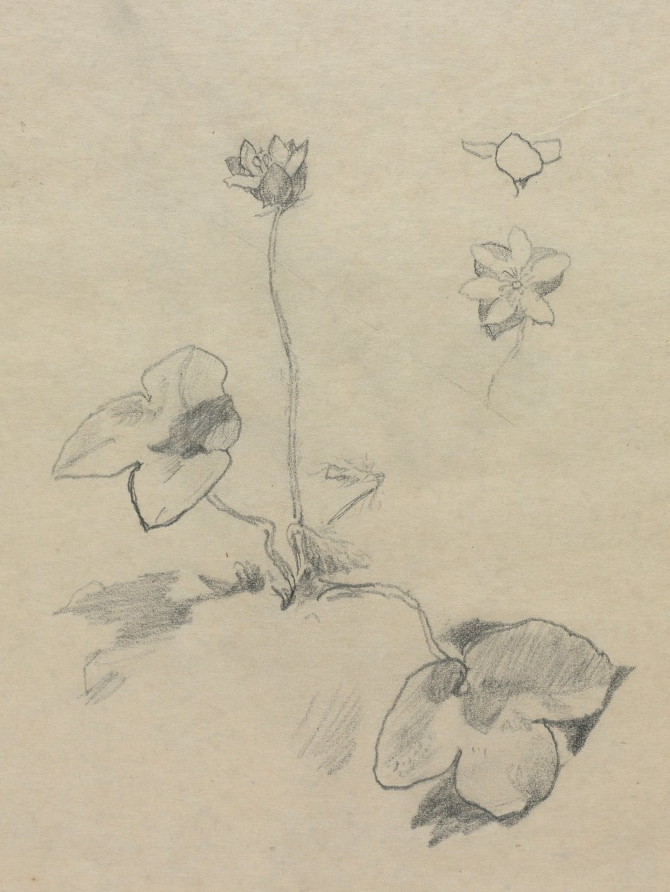 Anemone alkotó: John La Farge