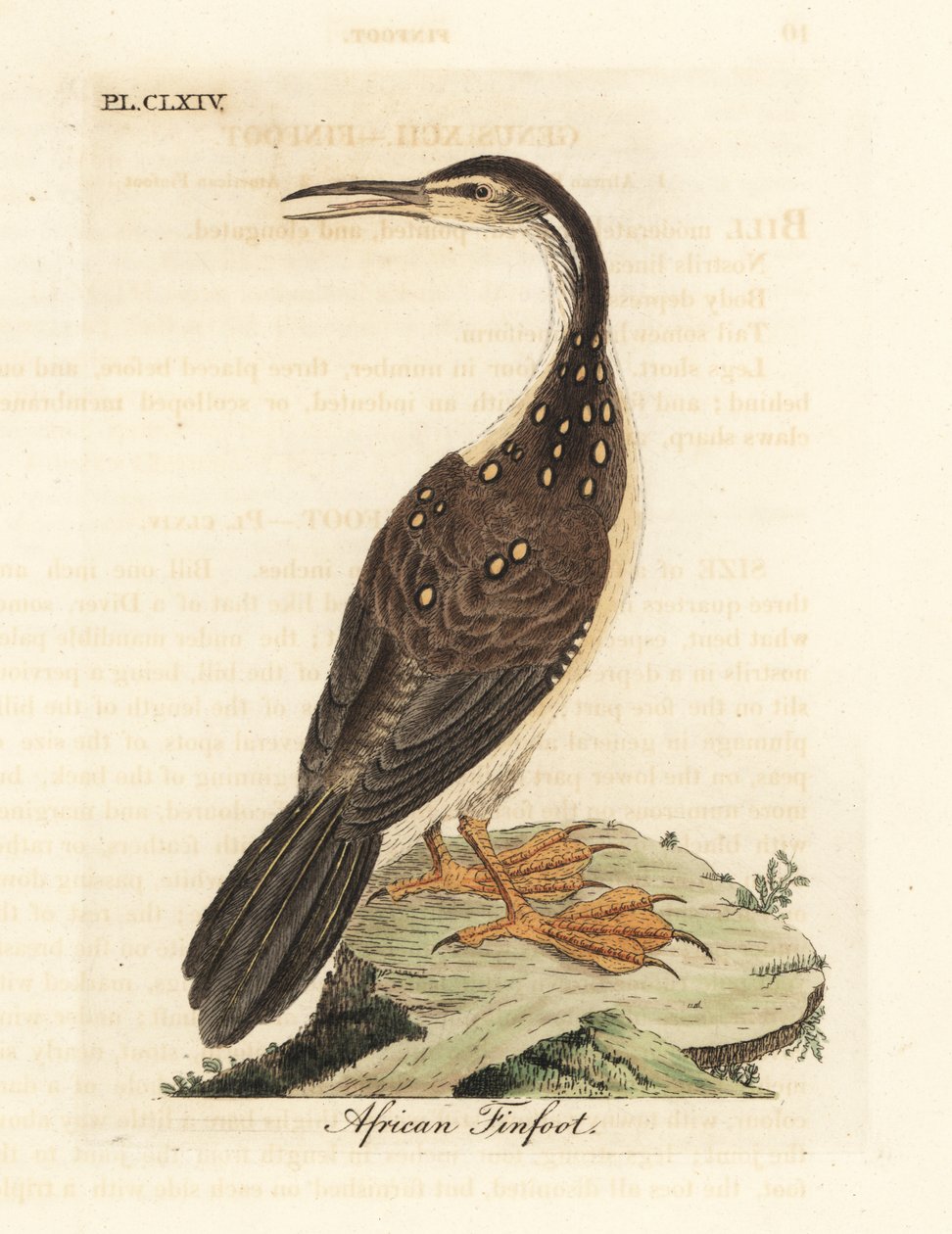 Afrikai uszonyka, Podica senegalensis. Kézi színű rézlemez, amelyet John Latham rajzolt és metszett a madarak általános története című művéből, Winchester alkotó: John Latham