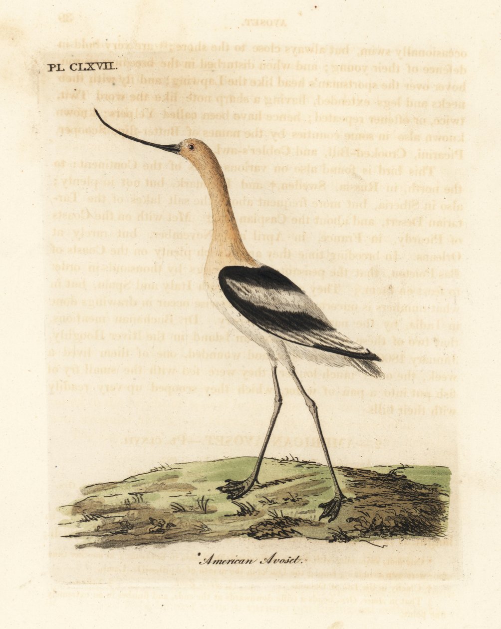 Amerikai avocet, Recurvirostra americana. Kézi színű rézlemez, amelyet John Latham rajzolt és metszett a madarak általános története című művéből, Winchester alkotó: John Latham