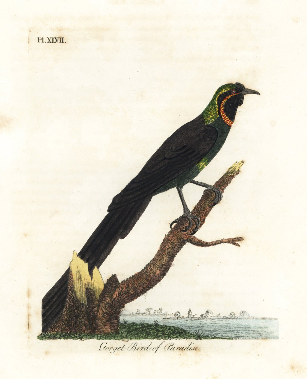 Arfak astrapia, Astrapia nigra (Gorget paradicsommadár, Paradisea gularis). Kézi színű rézlemez, amelyet John Latham rajzolt és metszett a madarak általános története című művéből, Winchester alkotó: John Latham