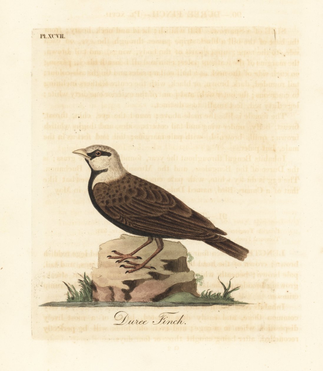 Hamukoronás pacsirta, Ereopterix griseus (Duree pinty, Emberiza gingica). Kézi színű rézlemez, amelyet John Latham rajzolt és metszett a madarak általános története című művéből, Winchester alkotó: John Latham