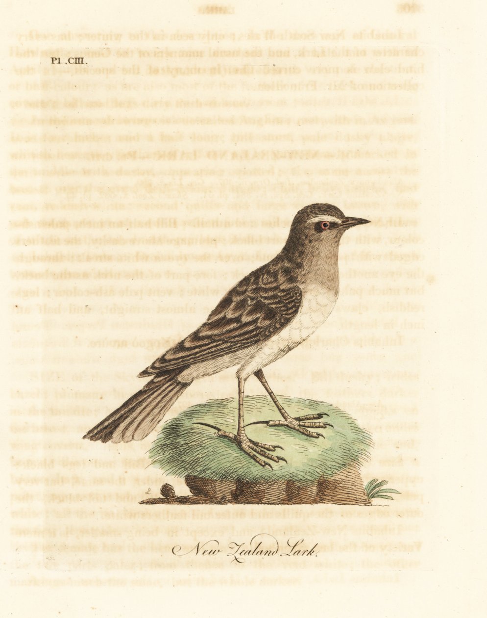 ausztrál pipit, Anthus novaeseelandiae (új-zélandi pacsirta, Alauda novae zealandiae). Kézi színű rézlemez, amelyet John Latham rajzolt és metszett a madarak általános története című művéből, Winchester alkotó: John Latham