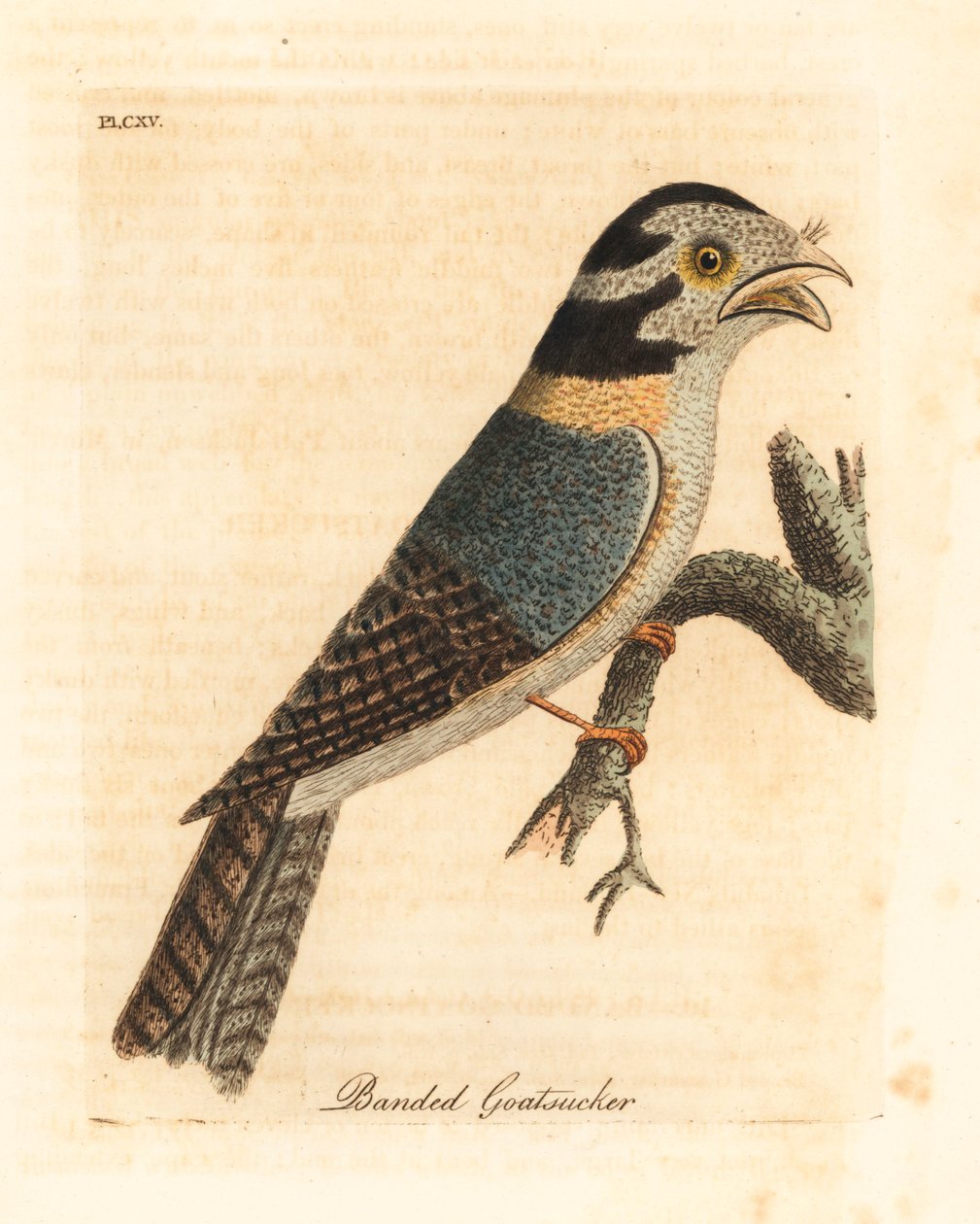 Ausztrál bagoly éjfélék, Aegotheles cristatus vagy sárgás békaszájú, Podargus strigoides? (Sávos kecskecikk, Caprimulgus vittatus.) John Latham által rajzolt és vésett, kézzel festett rézlemez a madarak általános története című művéből, Winchester alkotó: John Latham