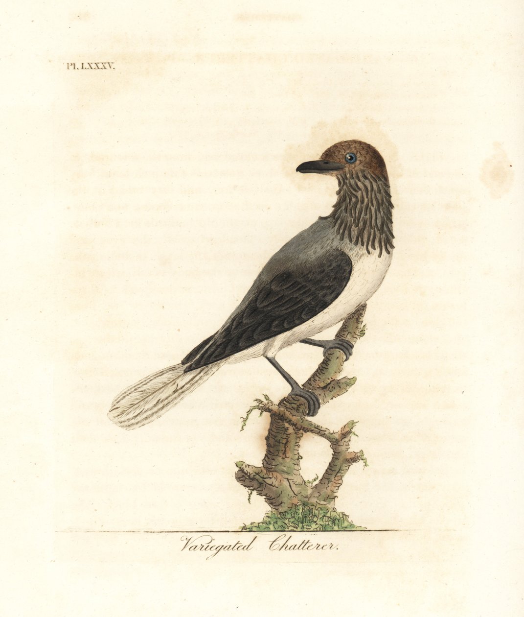 Szakállas harangvirág, Procnias averano (Tartékos fecsegő, Ampelis variegata). Kézi színű rézlemez, amelyet John Latham rajzolt és metszett a madarak általános története című művéből, Winchester alkotó: John Latham