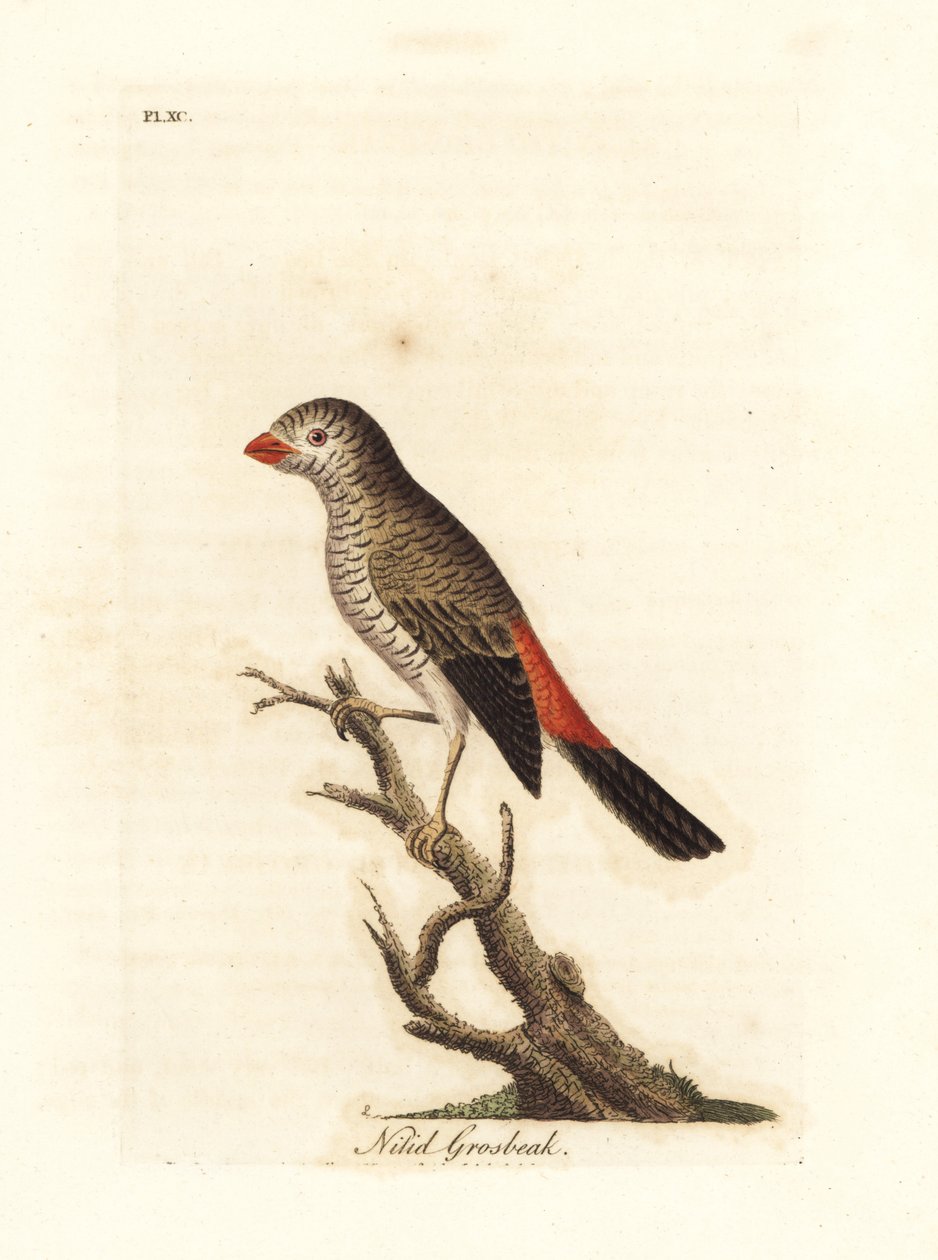 Gyönyörű tűzfarkú, Stagonopleura bella (Nitid grosbeak, Loxia nitida). Kézi színű rézlemez, amelyet John Latham rajzolt és metszett a madarak általános története című művéből, Winchester alkotó: John Latham