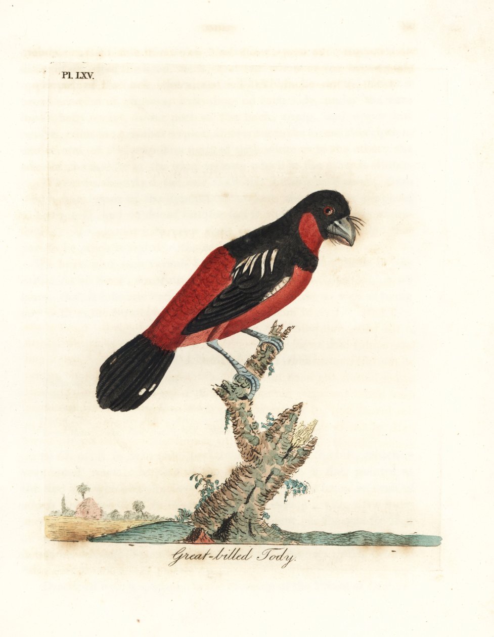 Fekete-vörös csőr, Cymbirhynchus macrorhynchos (Nagycsőrű tody, Todus nasutus). Kézi színű rézlemez, amelyet John Latham rajzolt és vésett a madarak általános története című művéből, Winchester alkotó: John Latham