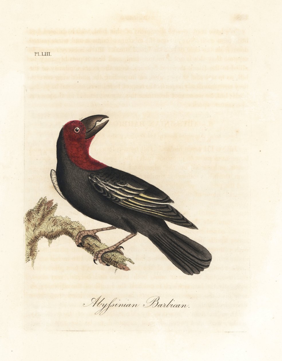 Feketecsőrű barbet, Lybius guifsobalito (abesszin barbakán, Bucco saltii). Kézi színű rézlemez, amelyet John Latham rajzolt és vésett a madarak általános története című művéből, Winchester alkotó: John Latham
