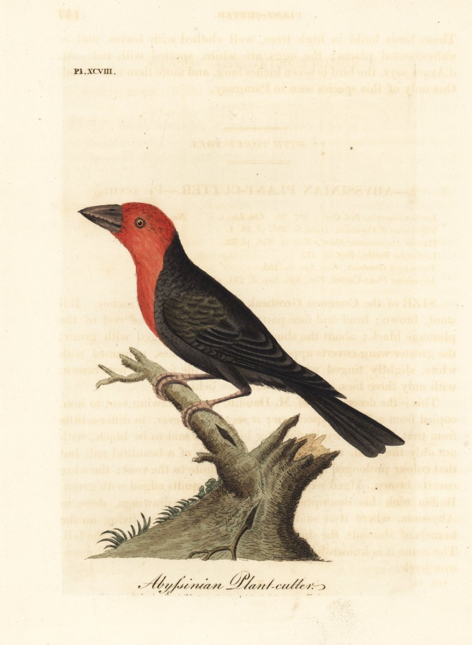 Feketecsőrű barbet, Lybius guifsobalito (abesszin növényvágó, Loxia tridactyla). Kézi színű rézlemez, amelyet John Latham rajzolt és metszett a madarak általános története című művéből, Winchester alkotó: John Latham