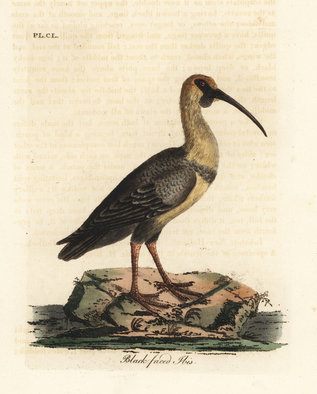 Feketearcú íbisz, Theristicus melanopis (Tantalus melanops). Kézi színű rézlemez, amelyet John Latham rajzolt és metszett a madarak általános története című művéből, Winchester alkotó: John Latham