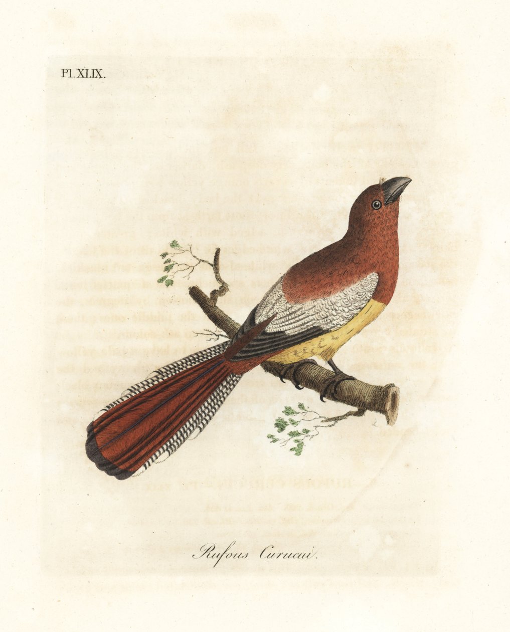 Feketetorkú trogon, Trogon rufus, nőstény (Rufous curucui, Trogon rufus). Martinet Cayenne-i illusztrációjából másolva Buffon Coucou queue rousse számára. John Latham által rajzolt és metszett, kézzel festett rézlemez a Bi általános történetéből alkotó: John Latham