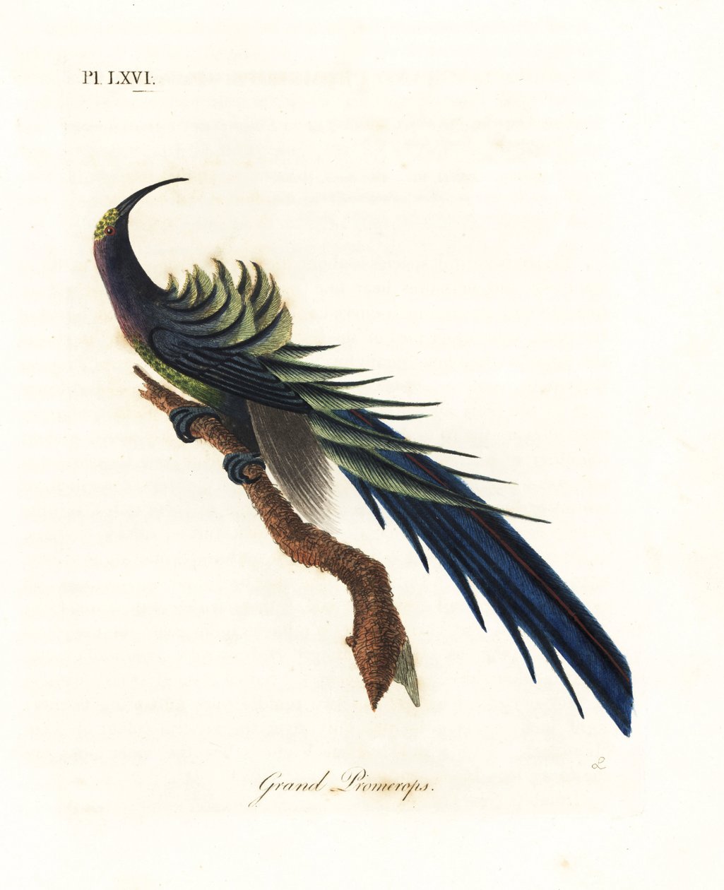 Fekete sarlócsőrű, Epimachus fastosus. Sebezhető. (Nagy promerops, Upupa superba.) Új-Guinea. Kézi színű rézlemez, amelyet John Latham rajzolt és vésett a madarak általános története című művéből, Winchester alkotó: John Latham
