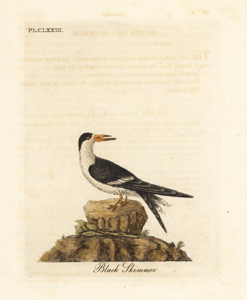Fekete skimmer, Rynchops niger (Rhynchops nigra). Kézi színű rézlemez, amelyet John Latham rajzolt és metszett a madarak általános története című művéből, Winchester alkotó: John Latham