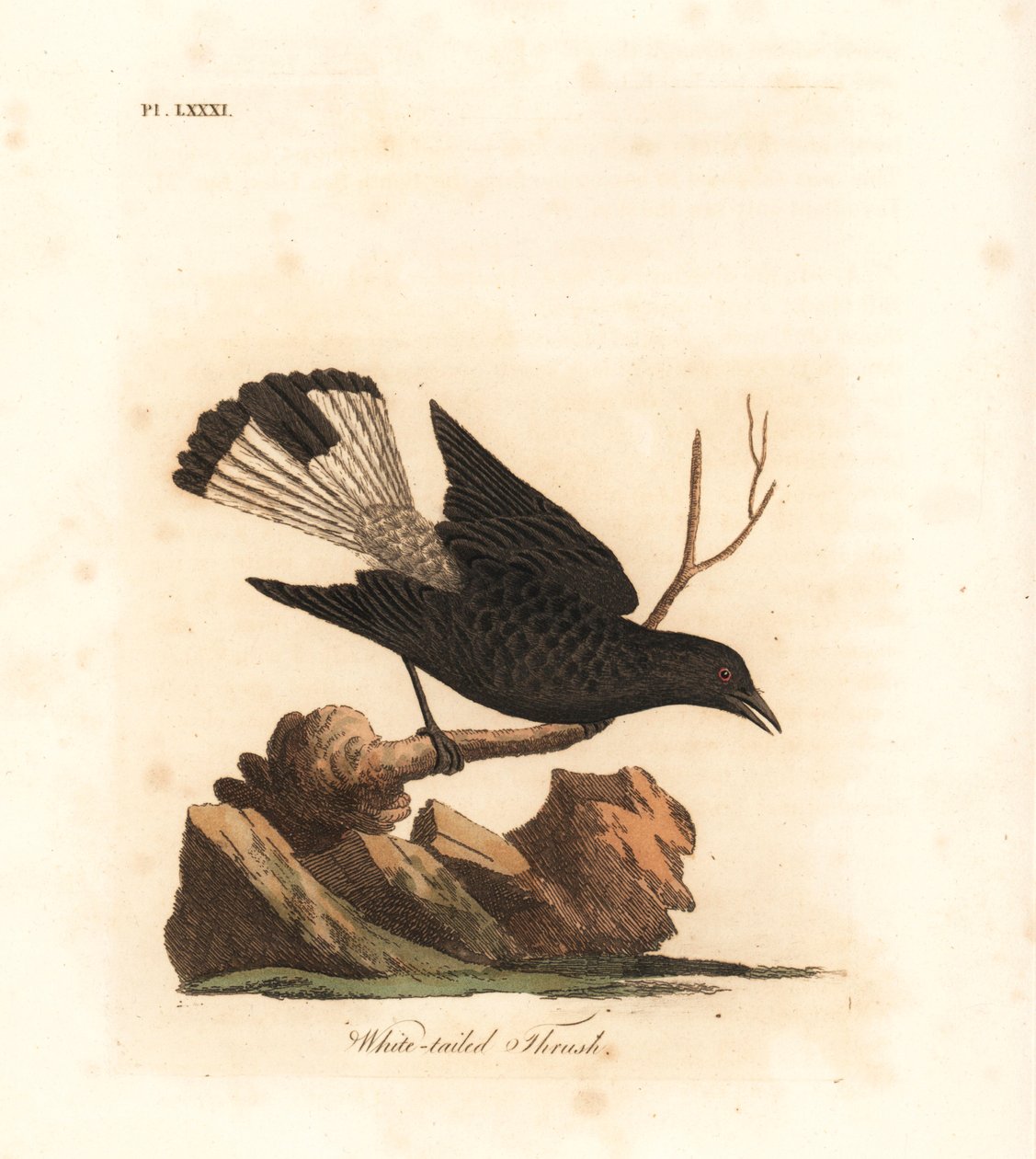 Fekete búza, Oenanthe leucura (Fehérfarkú rigó, Turdus leucurus). Kézi színű rézlemez, amelyet John Latham rajzolt és metszett a madarak általános története című művéből, Winchester alkotó: John Latham