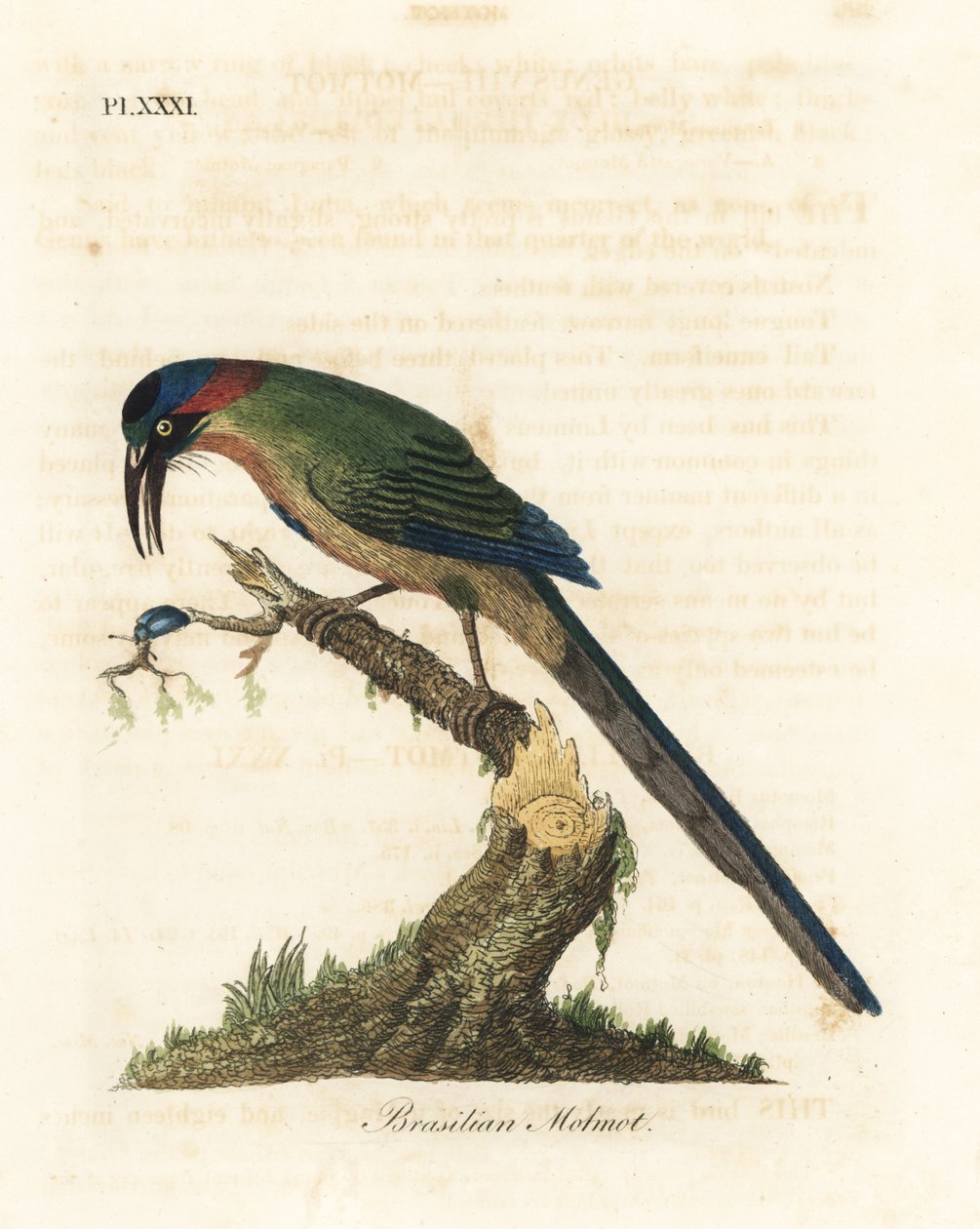 Kékkoronás motmota, Momotus momota (brazil motmot, Momotus brasiliensis). Kézi színű rézlemez, amelyet John Latham rajzolt és metszett a madarak általános története című művéből, Winchester alkotó: John Latham
