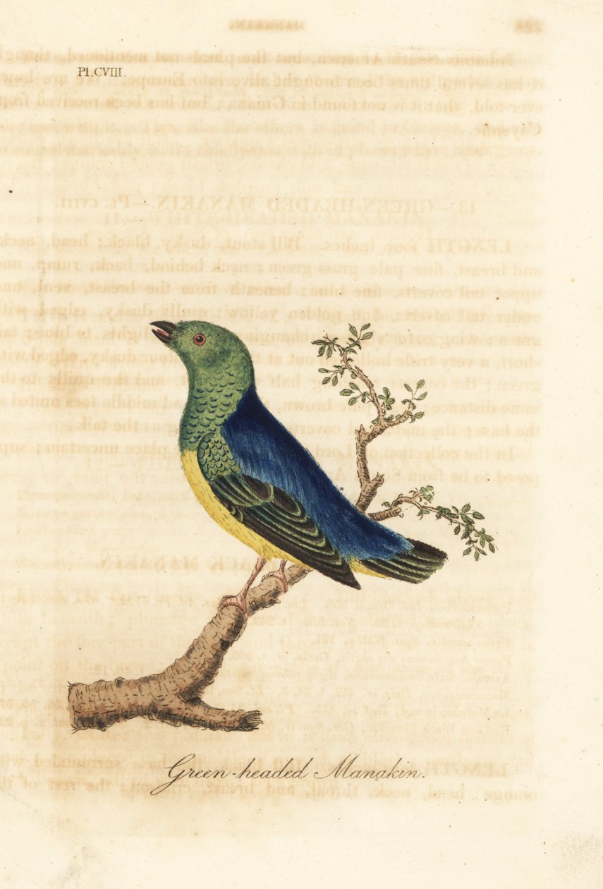 Kékkajjú chlorophonia, Chlorophonia cyanea (zöldfejű manakin, őshonos Dél-Amerikában). Kézi színű rézlemez, amelyet John Latham rajzolt és metszett a madarak általános története című művéből, Winchester alkotó: John Latham