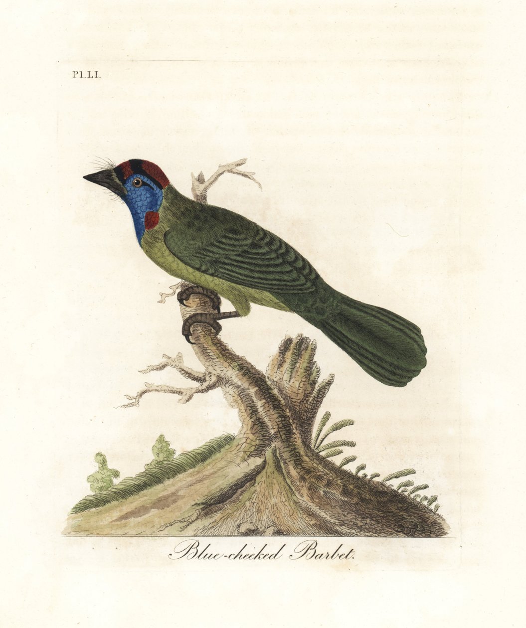 Kéktorkú vagy hegyi barbet, Psilopogon asiaticus. (Kékarcú barbet, Trogon asiaticus). Kézi színű rézlemez, amelyet John Latham rajzolt és metszett a madarak általános története című művéből, Winchester alkotó: John Latham