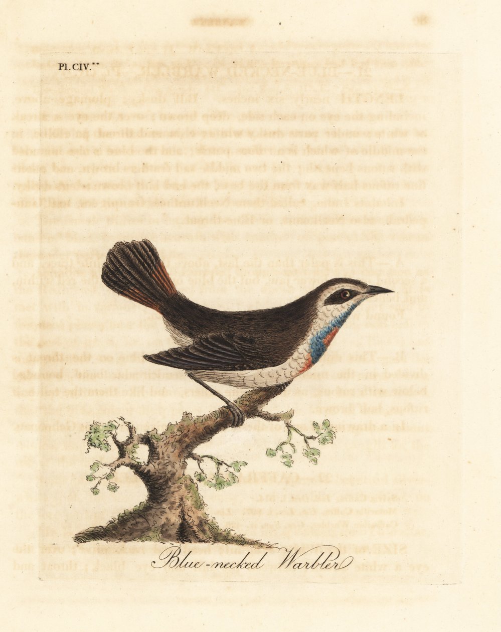 Bluethroat, Luscinia svecica (Kéknyakú poszáta, más néven gunpigera, neelkunthee, gunpedrab Indiában). Kézi színű rézlemez, amelyet John Latham rajzolt és vésett a madarak általános története című művéből, Winchester alkotó: John Latham