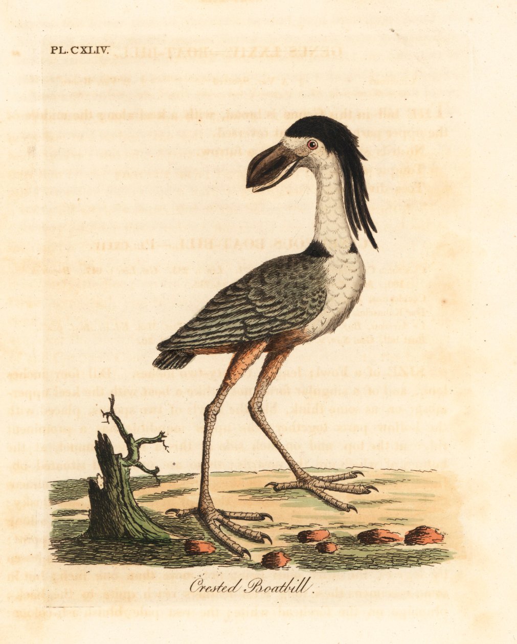 Csónakcsőrű gém, Cochlearius cochlearius (tajtékos csónakcsőr, Cancroma cochlearia). Kézi színű rézlemez, amelyet John Latham rajzolt és metszett a madarak általános története című művéből, Winchester alkotó: John Latham