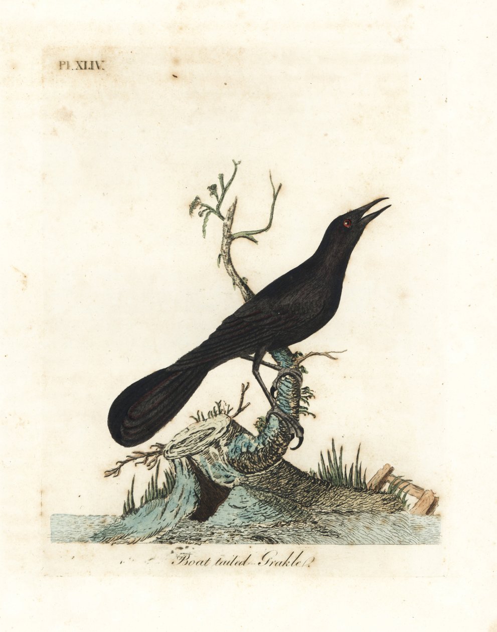 Boat-tailed grackle, Quiscalus major (Boat-tailed grakle, Gracula barita). Kézi színű rézlemez, amelyet John Latham rajzolt és metszett a madarak általános története című művéből, Winchester alkotó: John Latham
