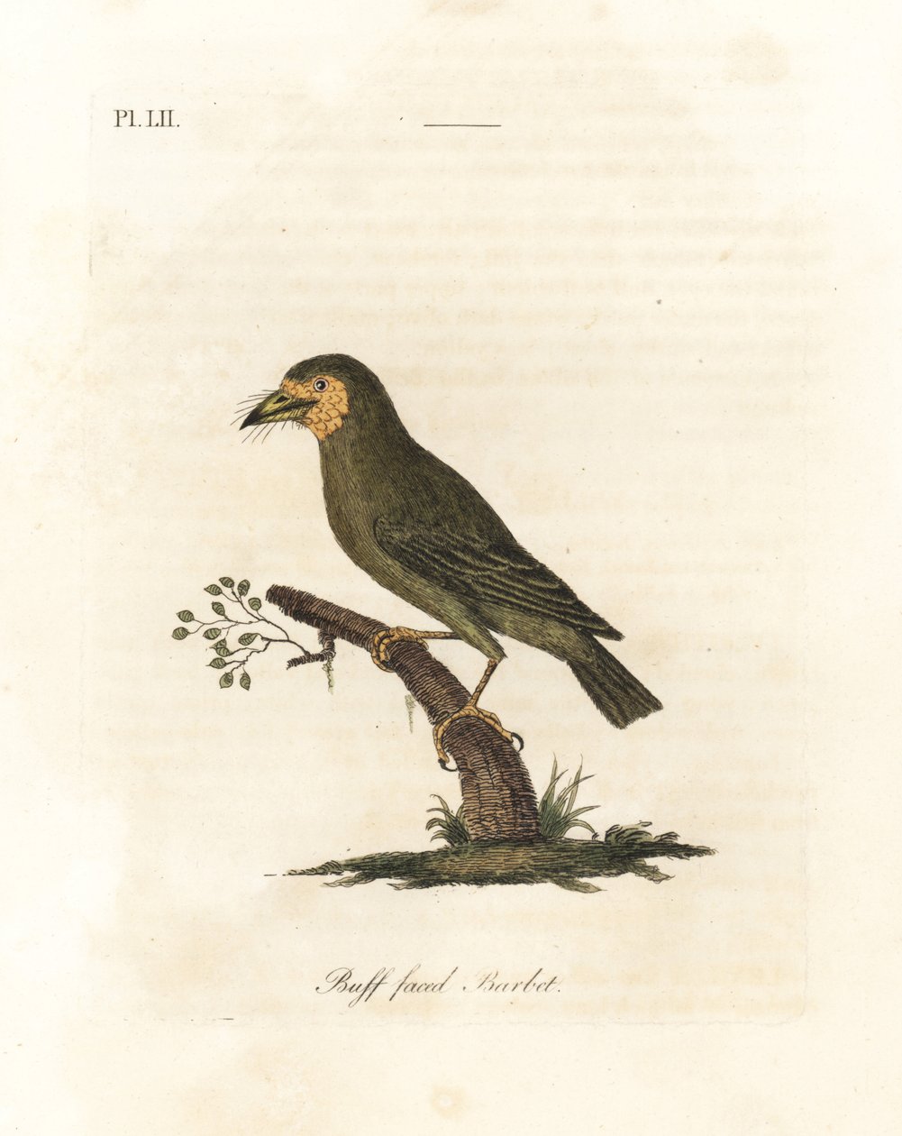 Barnafejű barbet, Megalaima zeylanica? (Buffarcú barbet, Bucco lathami). A British Museumban található Megalaima lathami feliratú példányról. Kézi színű rézlemez, amelyet John Latham rajzolt és metszett a madarak általános története című művéből, Wincheste alkotó: John Latham