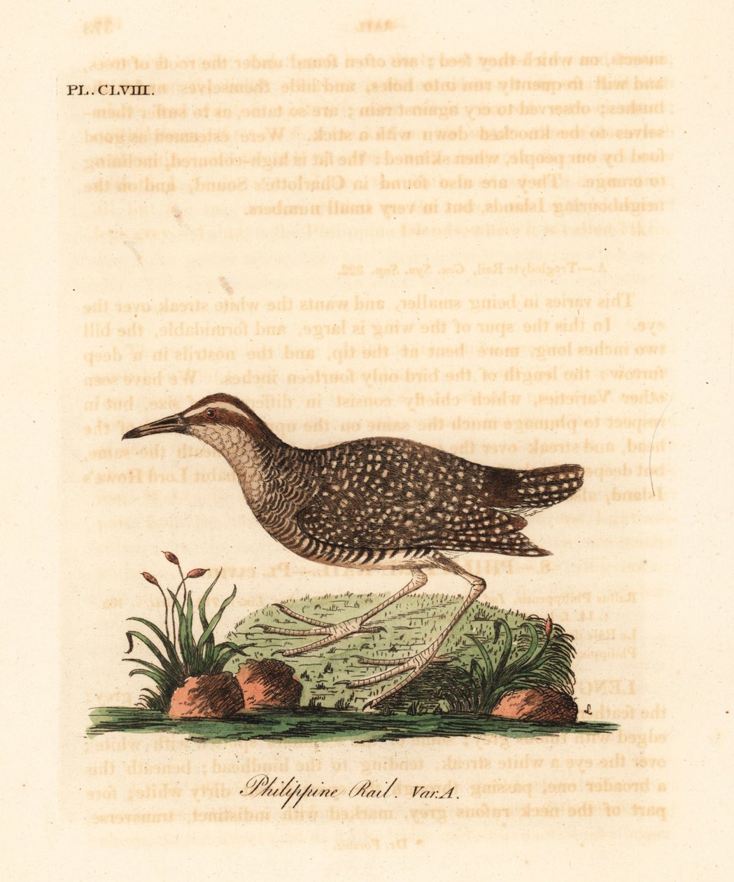 Buff-szalagos sín, Gallirallus philippensis (Fülöp-szigeteki sín, Rallus philippensis). Kézi színű rézlemez, amelyet John Latham rajzolt és metszett a madarak általános története című művéből, Winchester alkotó: John Latham
