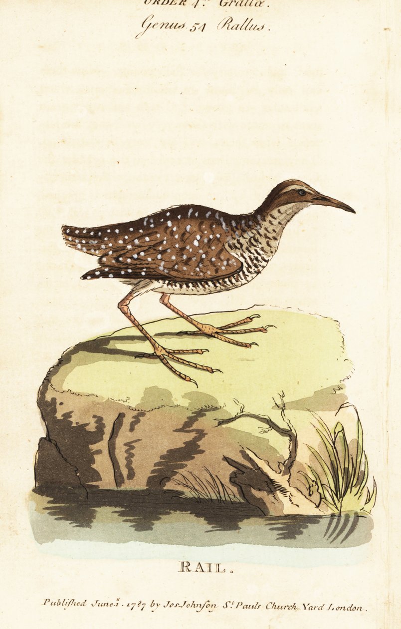 Buff-szalagos sín, Gallirallus philippensis alkotó: John Latham
