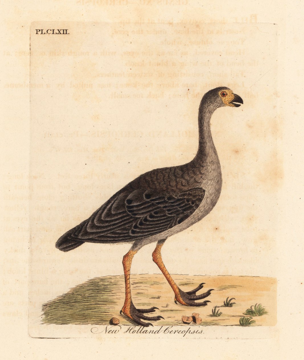 Cape Barren liba, Cereopsis novae hollandiae (New Holland cereopsis). Kézi színű rézlemez, amelyet John Latham rajzolt és vésett a madarak általános története című művéből, Winchester alkotó: John Latham