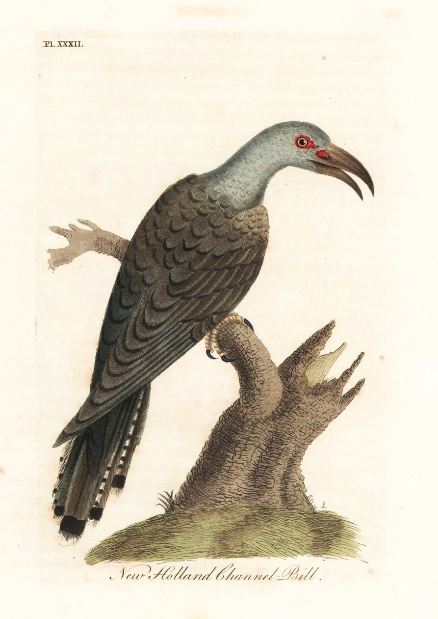 Csatornacsőrű kakukk, Scythrops novaehollandiae (ausztráliai szarvascsőrű). Kézi színű rézlemez, amelyet John Latham rajzolt és metszett a madarak általános története című művéből, Winchester alkotó: John Latham