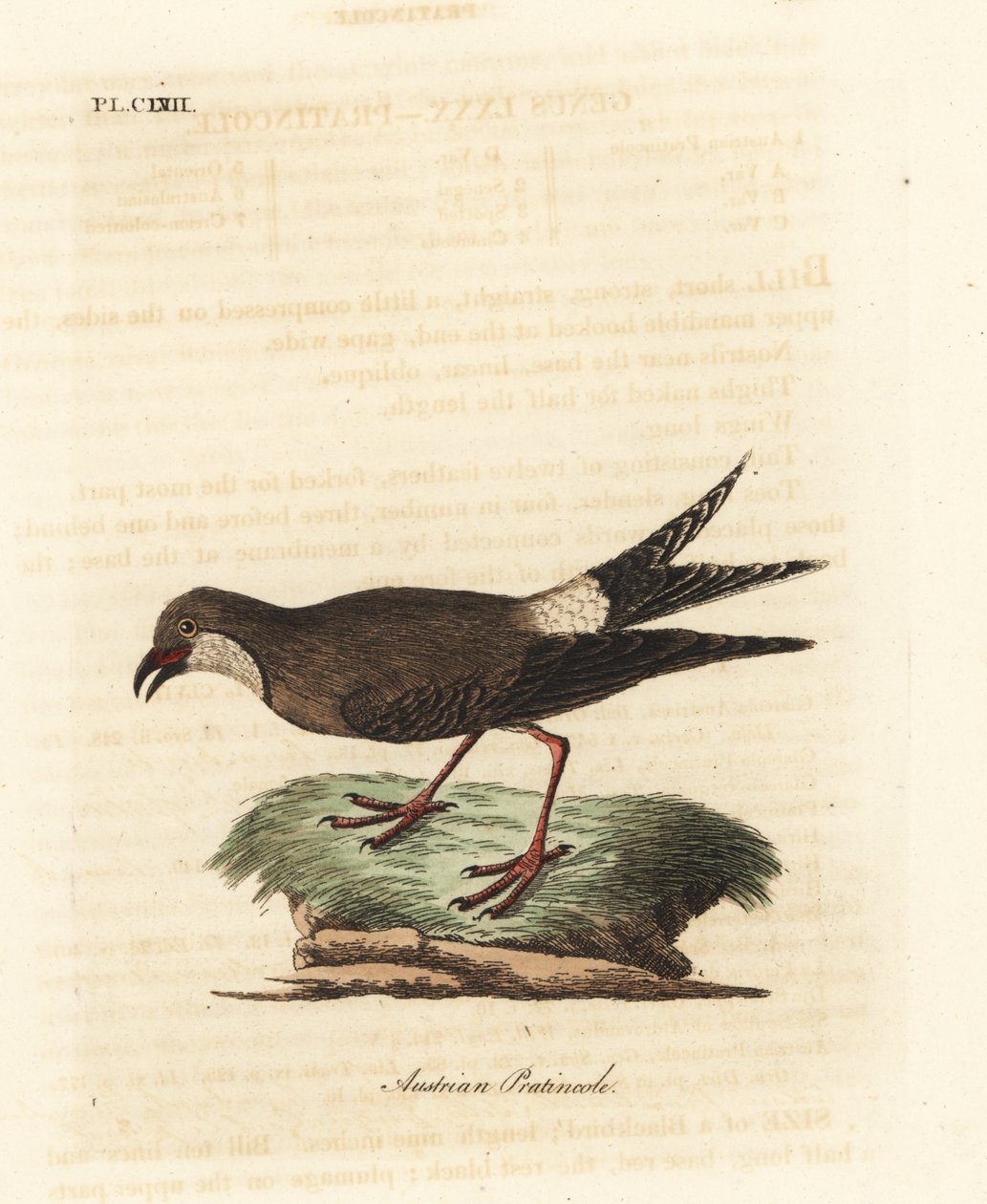 Galléros pratincole, Glareola pratincola (osztrák pratincole, Glareola austriaea). Kézi színű rézlemez, amelyet John Latham rajzolt és vésett a madarak általános története című művéből, Winchester alkotó: John Latham