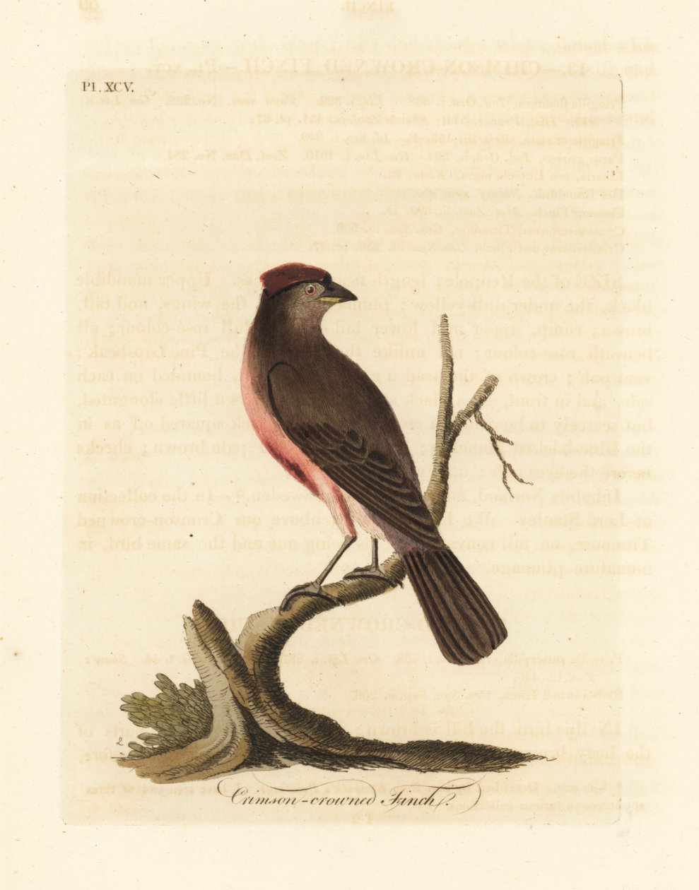 Közönséges vörösvirág, Carduelis flammea (Bíborkoronás pinty, Fringilla flammea). Kézi színű rézlemez, amelyet John Latham rajzolt és vésett a madarak általános története című művéből, Winchester alkotó: John Latham
