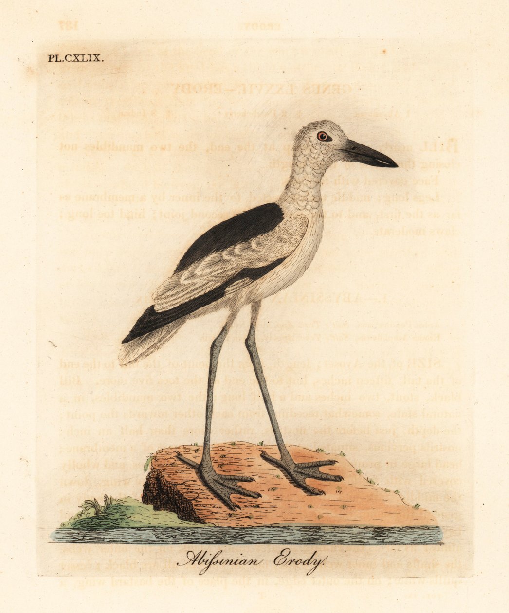 Ráklile, Dromas ardeola (abesszin erody, Ardea podiceriana). Kézi színű rézlemez, amelyet John Latham rajzolt és vésett a madarak általános története című művéből, Winchester alkotó: John Latham