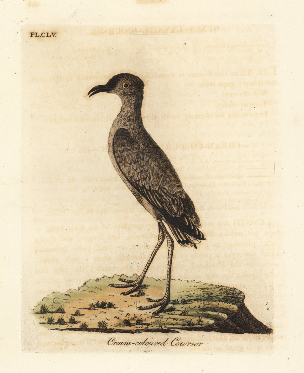 Krémszínű kurzor, Cursorius kurzor (Cursorius europaeus). Kézi színű rézlemez, amelyet John Latham rajzolt és metszett a madarak általános története című művéből, Winchester alkotó: John Latham
