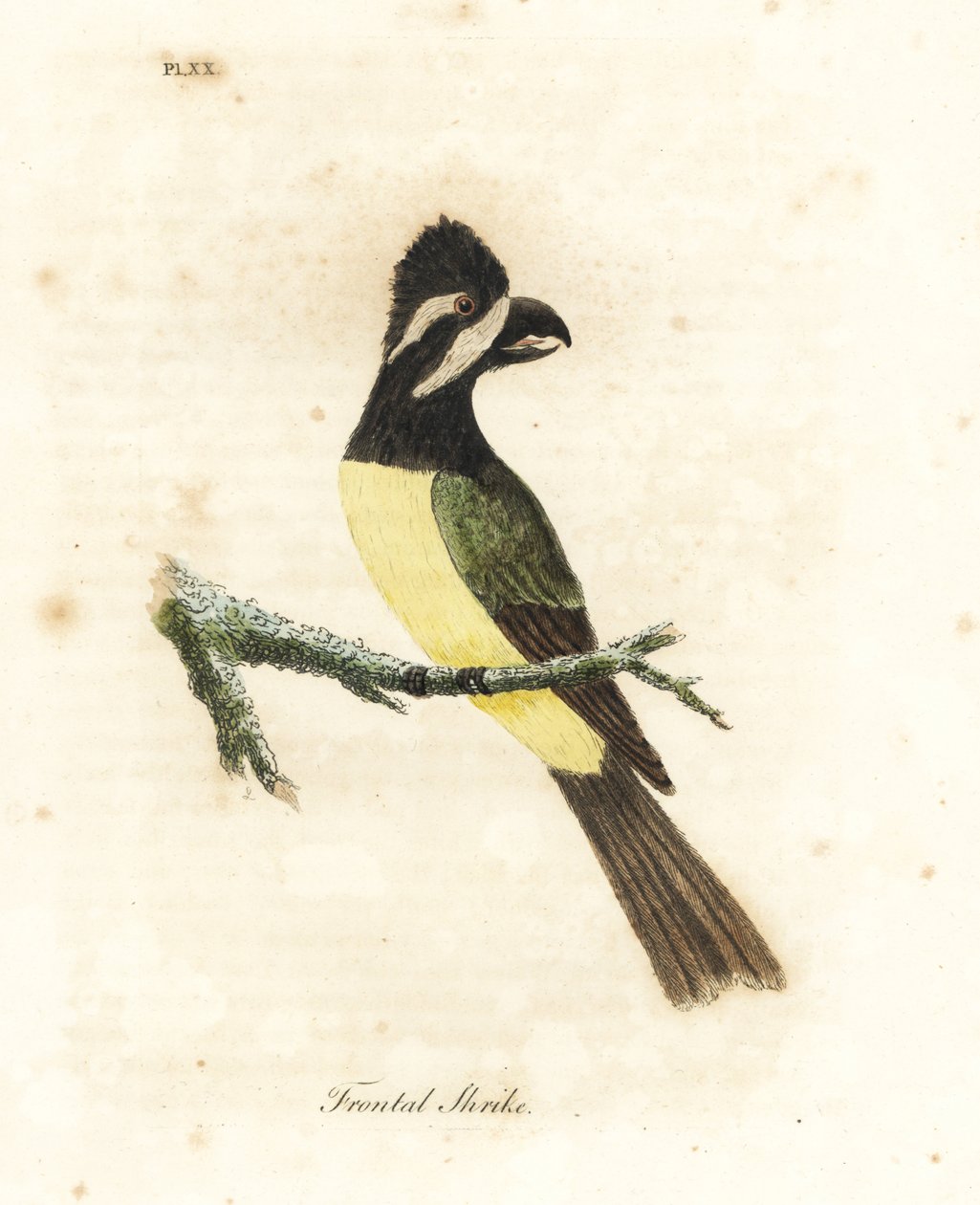 Tarajos sikló, Falcunculus frontatus (Frontal srike, Lanius frontatus). Kézi színű rézlemez, amelyet John Latham rajzolt és vésett a madarak általános története című művéből, Winchester alkotó: John Latham