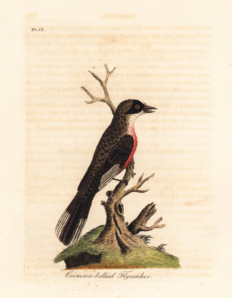 Bíborhasú légykapó, Muscicapa coccinigastra. Ismeretlen madárfaj a Port Jackson Painter illusztrációjából másolva. Kézi színű rézlemez, amelyet John Latham rajzolt és metszett a madarak általános története című művéből, Winchester alkotó: John Latham