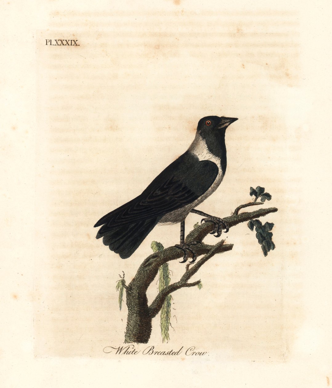 Dauri tuskó, Corvus dauuricus (Fehérmellű varjú, Corvus dauricus). Kézi színű rézlemez, amelyet John Latham rajzolt és metszett a madarak általános története című művéből, Winchester alkotó: John Latham