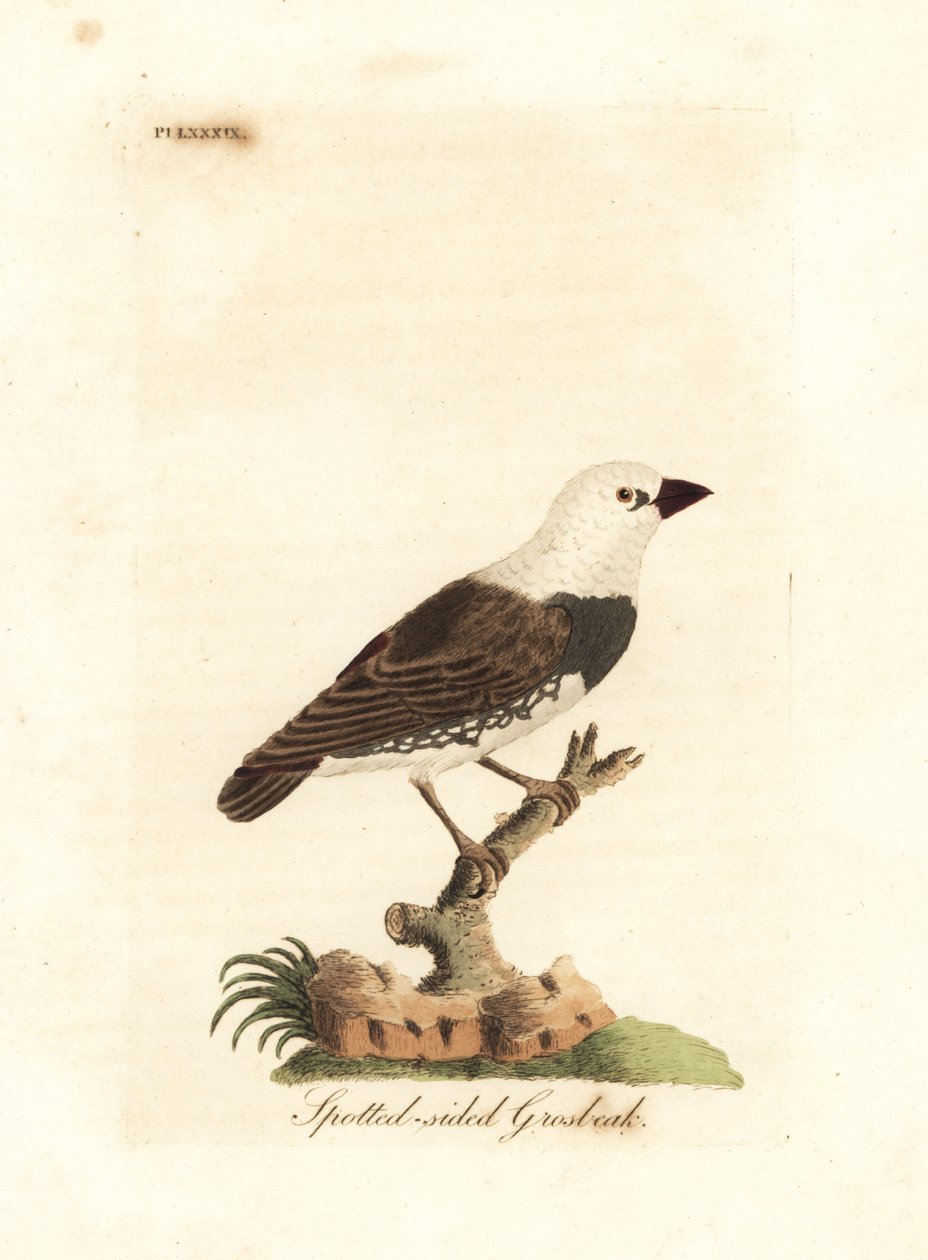 Gyémánt tûzfarkú, Stagonopleura guttata (Pettyes oldalú csõcsõ, Fringilla leucocephala). Kézi színű rézlemez, amelyet John Latham rajzolt és metszett a madarak általános története című művéből, Winchester alkotó: John Latham