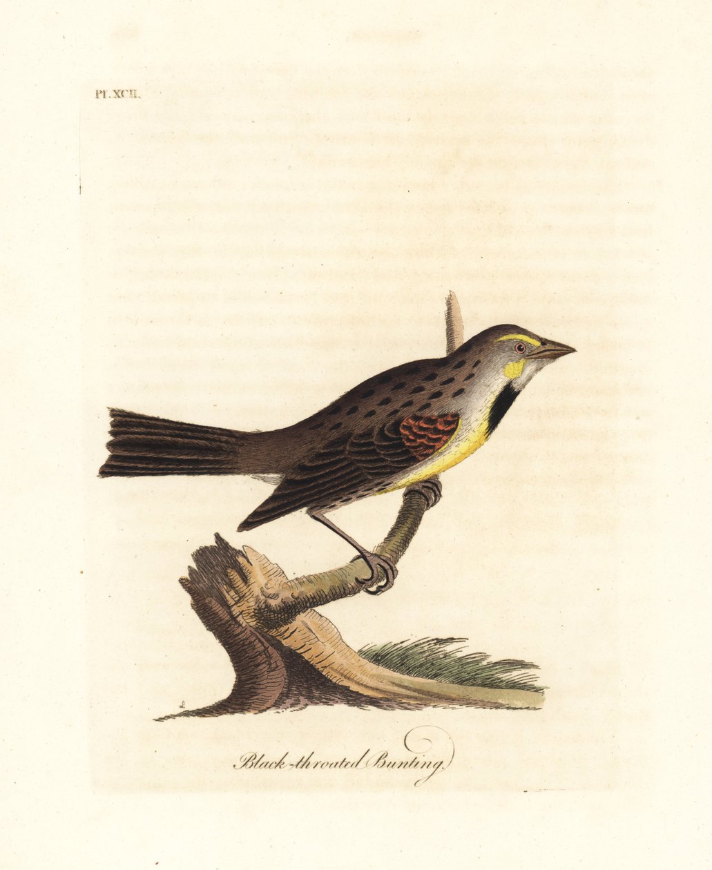 Dickcissel, Spiza americana (Fekete torkú sármány, Emberiza americana). Kézi színű rézlemez, amelyet John Latham rajzolt és vésett a madarak általános története című művéből, Winchester alkotó: John Latham