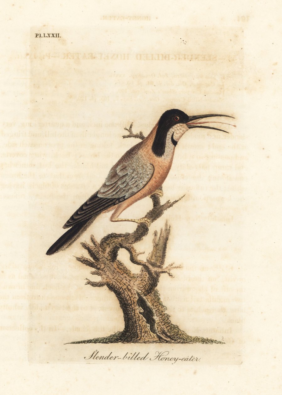 Keleti gerincoszlop, Acanthorhynchus tenuirostris (karcsú csőrű mézevő, Certhia tenuirostris). Ausztrália. Kézi színű rézlemez, amelyet John Latham rajzolt és vésett a madarak általános története című művéből, Winchester alkotó: John Latham