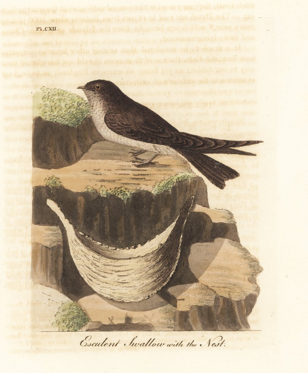Ehető fészek swiftlet, Aerodramus fuciphagus és nyálfészek, madárfészeklevesben használják. (Eszkulens fecske, Hirundo esculenta.) John Latham által rajzolt és vésett, kézzel festett rézlemez a madarak általános története című művéből, Winchester alkotó: John Latham