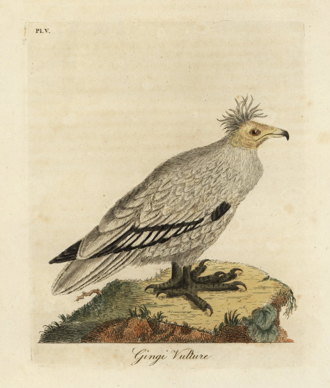 Egyiptomi keselyű, Neophron percnopterus ginginianus.1824 (metszet) alkotó: John Latham