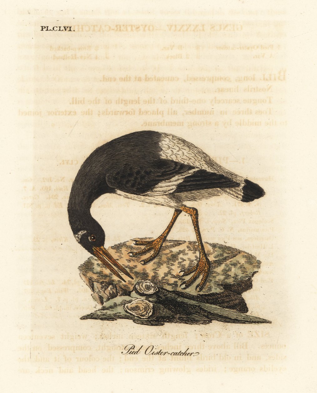 Eurázsiai vagy lábos laskagomba, Haematopus ostralegus. Kézi színű rézlemez, amelyet John Latham rajzolt és metszett a madarak általános története című művéből, Winchester alkotó: John Latham