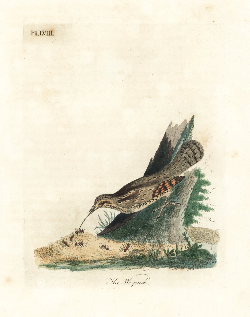 Eurázsiai nyák, Jynx torquilla (Junx torquilla). Kézi színű rézlemez, amelyet John Latham rajzolt és vésett a madarak általános története című művéből, Winchester alkotó: John Latham