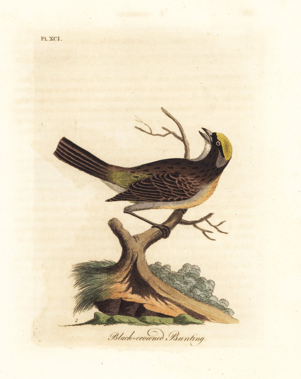Aranykoronás veréb, Zonotrichia atricapilla (Feketekoronás sármány, Emberiza atricapilla). Kézi színű rézlemez, amelyet John Latham rajzolt és metszett a madarak általános története című művéből, Winchester alkotó: John Latham