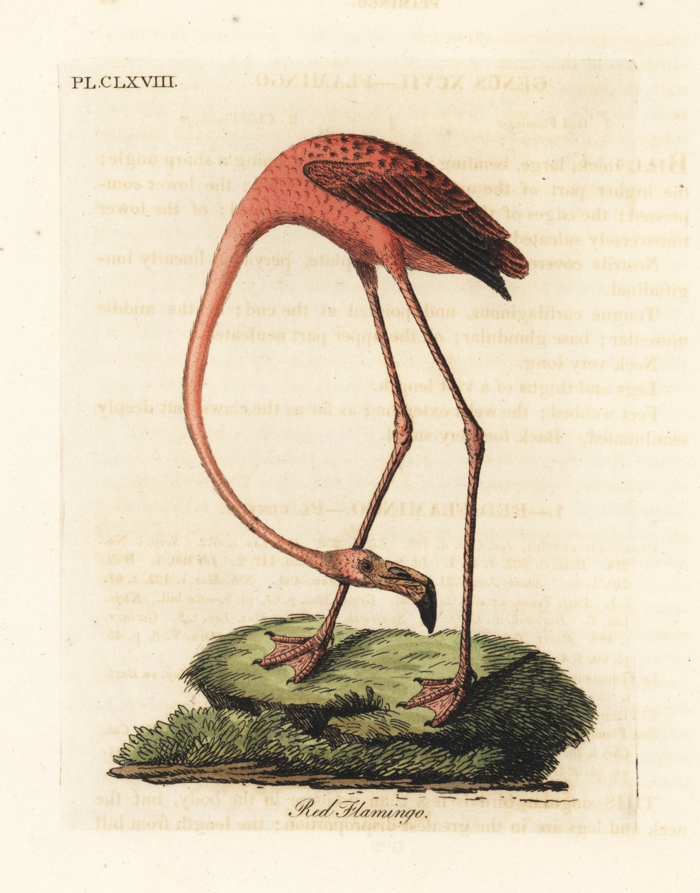 Nagy flamingó, Phoenicopterus roseus, vagy amerikai flamingó, Phoenicopterus ruber (Red flamingo, Phaenicopterus ruber). Kézi színű rézlemez, amelyet John Latham rajzolt és metszett a madarak általános története című művéből, Winchester alkotó: John Latham